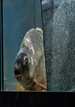 Карп отмороженный (2017) через торрент бесплатно Карп отмороженный (2017) фильм через торрент бесплатно