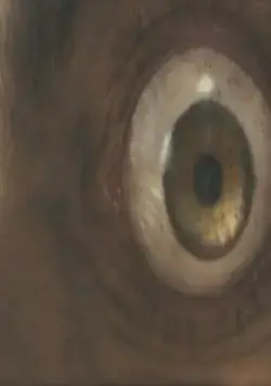 Человек-волк (2010) в хорошем качестве через торрент Человек-волк (2010) фильм в хорошем качестве через торрент