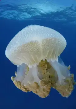 На глубине морской 3D (2009) через торрент скачать На глубине морской 3D (2009) фильм через торрент скачать