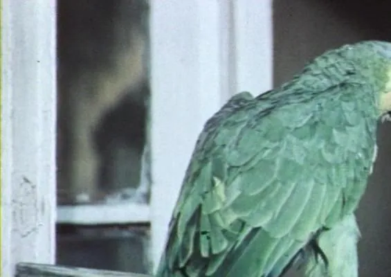 Наградить (посмертно) (1986) в хорошем качестве через торрент Наградить (посмертно) (1986) фильм в хорошем качестве через торрент