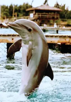 Зевс и Роксана (1997) через торрент скачать Зевс и Роксана (1997) фильм через торрент скачать