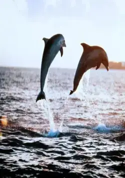 Зевс и Роксана (1997) в хорошем качестве через торрент Зевс и Роксана (1997) фильм в хорошем качестве через торрент