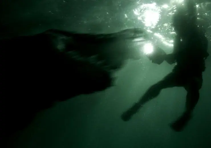 Крокодил (2006) через торрент скачать Крокодил (2006) фильм через торрент скачать