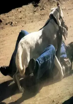 Белая собака (1982) через торрент скачать Белая собака (1982) фильм через торрент скачать