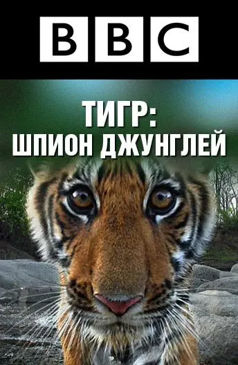 BBC: Тигр — Шпион джунглей / Tiger: Spy in the Jungle (2008) сериал скачать через торрент в хорошем качестве
