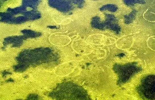 BBC: Жизнь (2009) через торрент бесплатно BBC: Жизнь (2009) сериал через торрент бесплатно