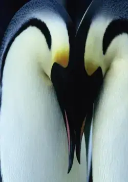 Птицы 2: Путешествие на край света (2004) через торрент скачать Птицы 2: Путешествие на край света (2004) фильм через торрент скачать