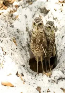 Крик совы (2006) в хорошем качестве через торрент Крик совы (2006) фильм в хорошем качестве через торрент