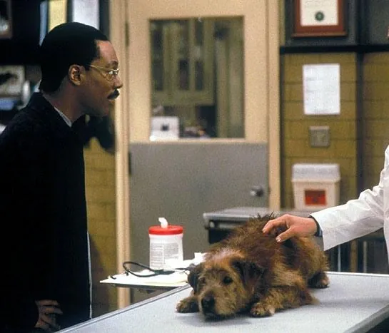 Доктор Дулиттл (1998) в хорошем качестве через торрент Доктор Дулиттл (1998) фильм в хорошем качестве через торрент