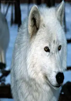 Выживая с волками (2007) в хорошем качестве через торрент Выживая с волками (2007) фильм в хорошем качестве через торрент