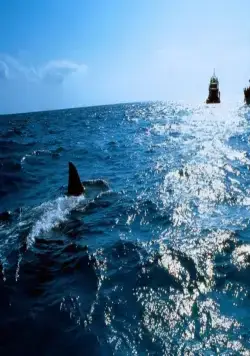 Челюсти 4: Месть (1987) через торрент скачать Челюсти 4: Месть (1987) фильм через торрент скачать