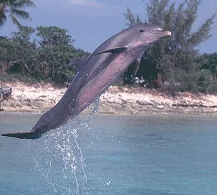 Флиппер (1996) через торрент скачать Флиппер (1996) фильм через торрент скачать