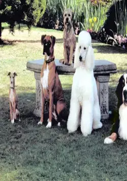 Лохматый спецназ (2003) через торрент скачать Лохматый спецназ (2003) фильм через торрент скачать