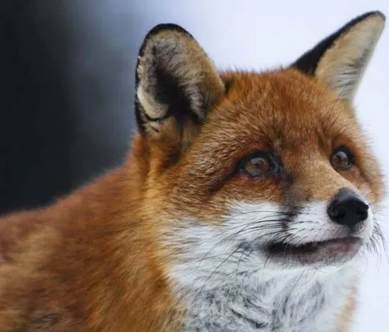 Девочка и лисенок (2007) через торрент бесплатно Девочка и лисенок (2007) фильм через торрент бесплатно