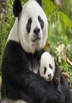 Рождённые в Китае (2016) через торрент скачать Рождённые в Китае (2016) фильм через торрент скачать