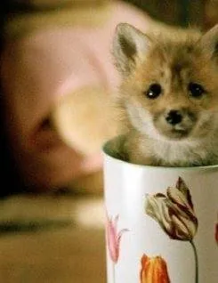 Лисичка Хэлен (2006) через торрент скачать Лисичка Хэлен (2006) фильм через торрент скачать