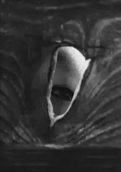 Западня (1962) через торрент скачать Западня (1962) фильм через торрент скачать