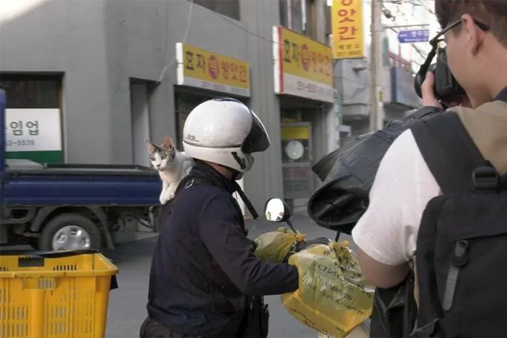 Наши котики (2020) через торрент скачать Наши котики (2020) фильм через торрент скачать