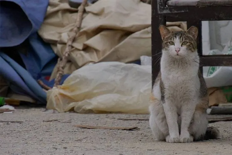 Наши котики (2020) через торрент бесплатно Наши котики (2020) фильм через торрент бесплатно