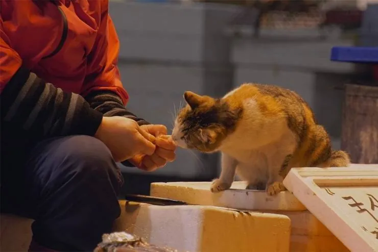 Наши котики (2020) в хорошем качестве через торрент Наши котики (2020) фильм в хорошем качестве через торрент