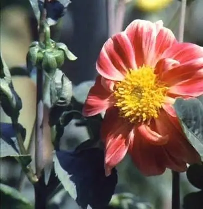 Втихаря (1975) через торрент бесплатно Втихаря (1975) фильм через торрент бесплатно