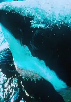 Акулы (1999) в хорошем качестве через торрент Акулы (1999) фильм в хорошем качестве через торрент