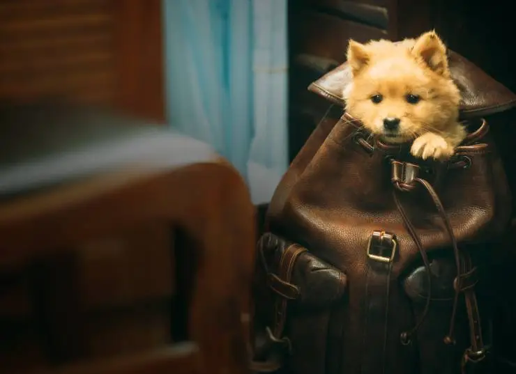 Мой Хатико (2023) через торрент скачать Мой Хатико (2023) фильм через торрент скачать