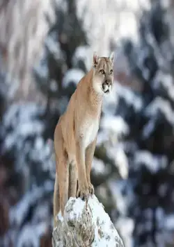 Гонка жизни (2015) через торрент скачать Гонка жизни (2015) сериал через торрент скачать