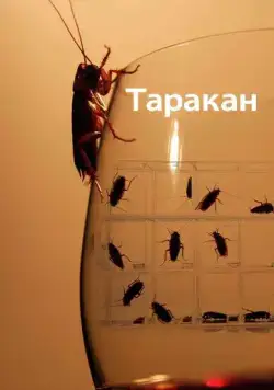 Таракан / Cockroach (2010) сериал скачать через торрент в хорошем качестве