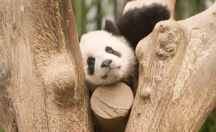 Мой друг панда (2024) через торрент бесплатно Мой друг панда (2024) фильм через торрент бесплатно