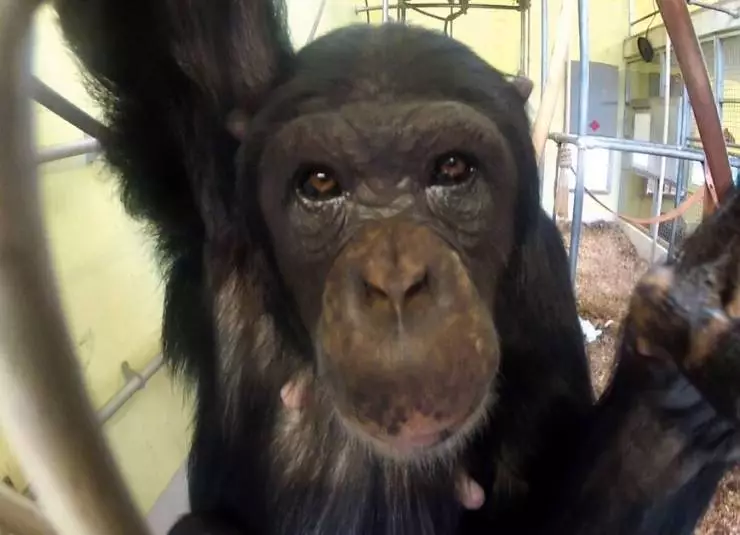 Комплекс шимпанзе (2014) через торрент скачать Комплекс шимпанзе (2014) фильм через торрент скачать