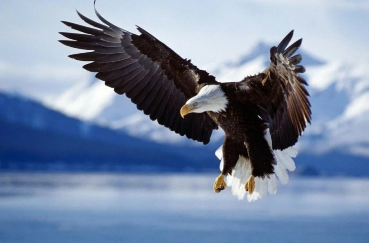 Мир дикой природы (2014) в хорошем качестве через торрент Мир дикой природы (2014) сериал в хорошем качестве через торрент