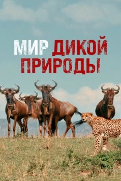 Мир дикой природы / Wild Ones (2014) сериал скачать через торрент в хорошем качестве