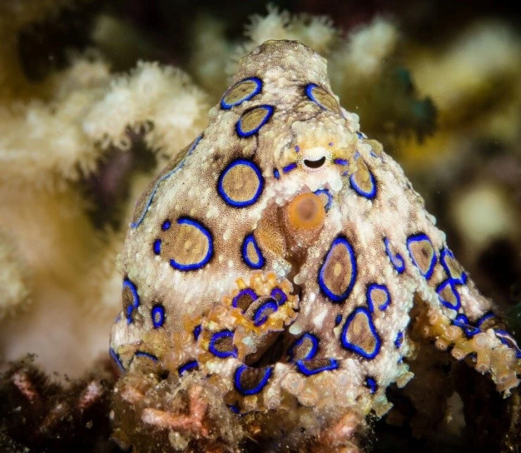 Мир дикой природы (2014) через торрент бесплатно Мир дикой природы (2014) сериал через торрент бесплатно