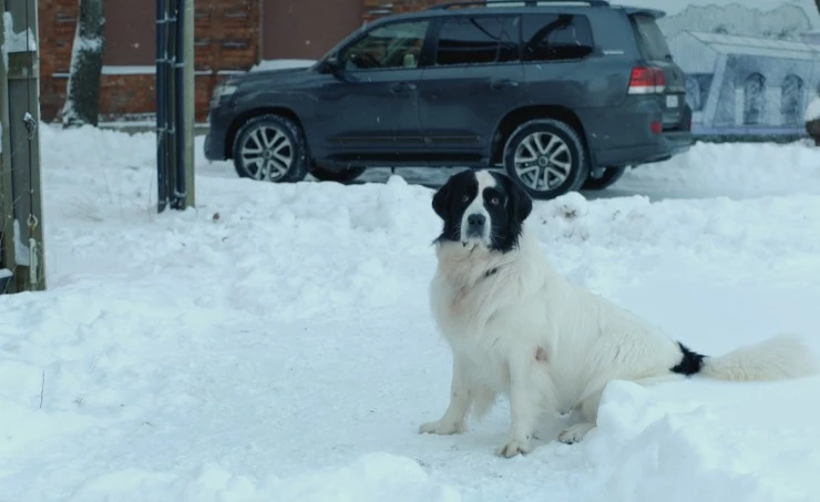 Папаши (2024) через торрент скачать Папаши (2024) сериал через торрент скачать