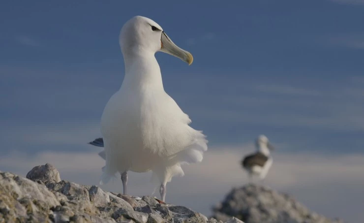 Удивительные животные Австралии (2024) через торрент скачать Удивительные животные Австралии (2024) сериал через торрент скачать