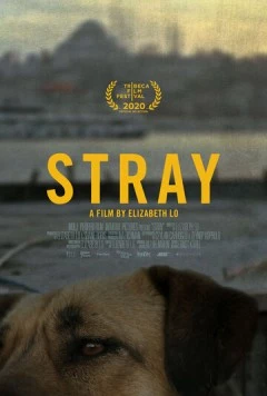 Бродяги / Stray (2020) фильм скачать через торрент в хорошем качестве