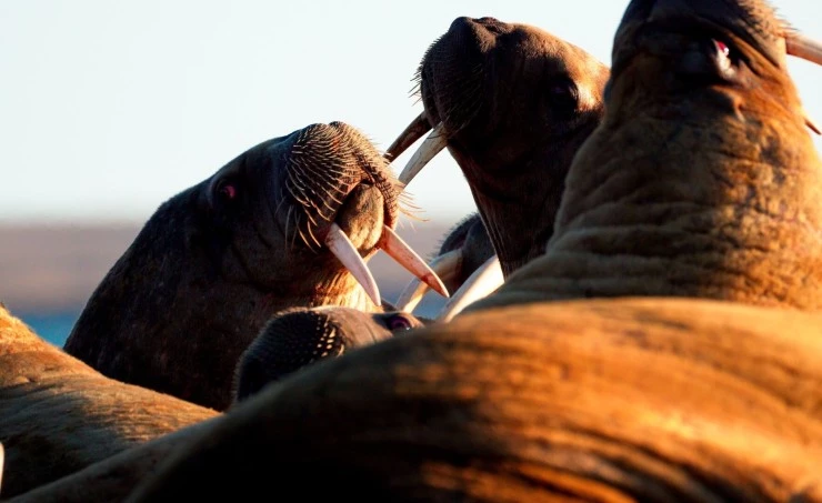 В Арктику (2023) в хорошем качестве через торрент В Арктику (2023) фильм в хорошем качестве через торрент