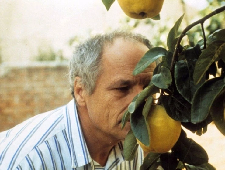 Солнце в листве айвового дерева (1992) в хорошем качестве через торрент Солнце в листве айвового дерева (1992) фильм в хорошем качестве через торрент