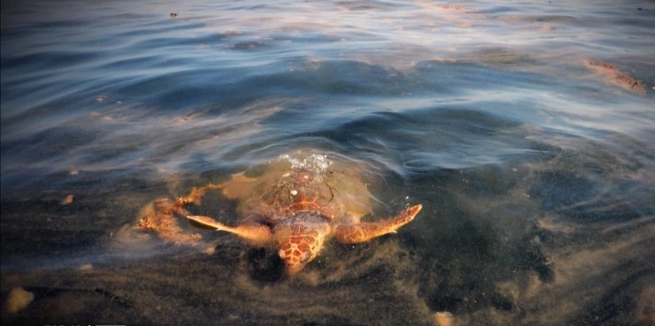 Всё о разрушениях (2022) в хорошем качестве через торрент Всё о разрушениях (2022) фильм в хорошем качестве через торрент